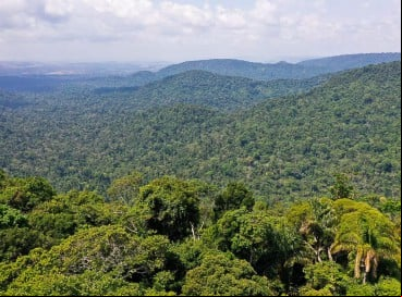 Imagine uma floresta. Como ela se parece? As árvores são altas ou baixas? Você conhece essa floresta ou não? Ela tinha pessoas, pássaros, animais…?
