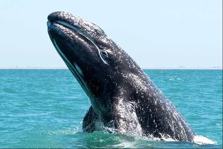Suspeita-se que o derretimento do gelo na área da chamada agem Noroeste, que conecta o Atlântico e o Pacífico através do Oceano Ártico, no Canadá, esteja permitindo com que esses cetáceos voltem a explorar essa região.