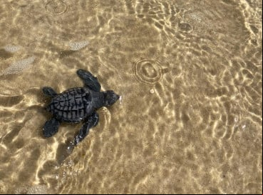 No total 101 tartarugas naceram, outras nove naceram mortas e outras nove ainda não eclodiram 