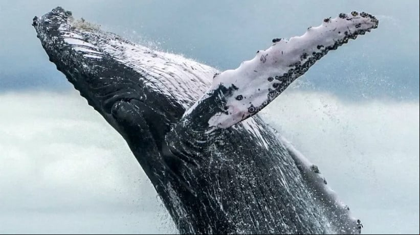 Cientistas do projeto WhaleSETI analisam sinais de interação entre jubartes e humanos, sugerindo tentativa de comunicação simbólica