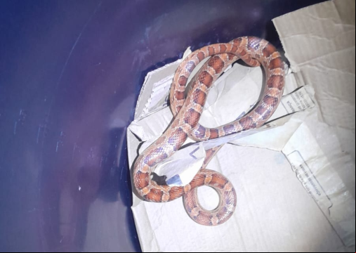 A espÃ©cie Ã© endÃªmica dos Estados Unidos, mas foi encontrada em um apartamento de Fortaleza